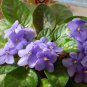 African violet garden flowers Violet 200 PCS Seeds