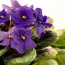African Violet Mixed 5 Varieties Saintpaulia ionantha 50 PCS Seeds African Violet Mixed 5 Varieties Saintpaulia ionantha 50 PCS Seeds