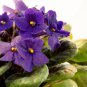 African Violet Mixed 5 Varieties Saintpaulia ionantha 50 PCS Seeds