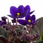African Violet Mixed 5 Varieties Saintpaulia ionantha 50 PCS Seeds