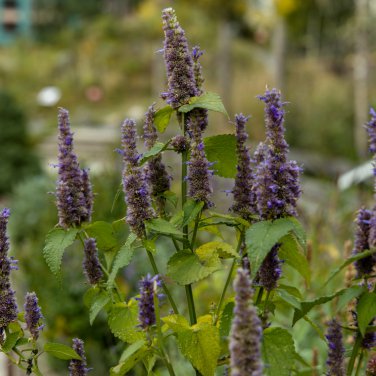 Agastache Rugosa Mint Blue Licorice Purple Giant Hyssop 100 PCS Seeds