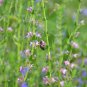 Agastache Rugosa Mint Blue Licorice Purple Giant Hyssop 100 PCS Seeds