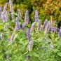 Agastache Rugosa Mint Blue Licorice Purple Giant Hyssop 100 PCS Seeds