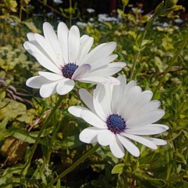 African Blue Eyed Daisy Plantas Osteospermum Plants 100 PCS Seeds