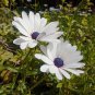 African Blue Eyed Daisy Plantas Osteospermum Plants 100 PCS Seeds