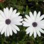 African Blue Eyed Daisy Plantas Osteospermum Plants 100 PCS Seeds
