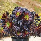 Aeonium 'Zwartkop' Black Master Succulent Plants Perennial 200 PCS Seeds Aeonium 'Zwartkop' Black Master Succulent Plants Perennial 200 PCS Seeds