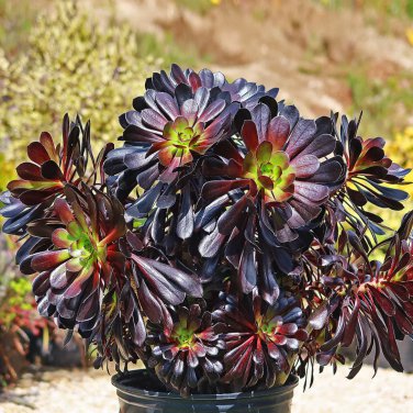 Aeonium 'Zwartkop' Black Master Succulent Plants Perennial 200 PCS Seeds