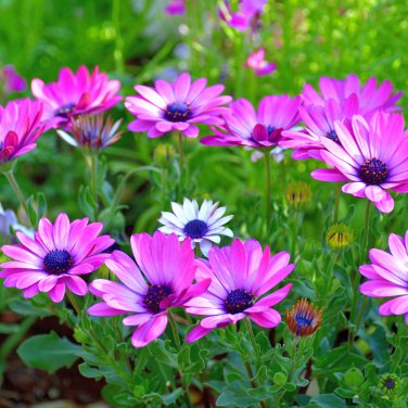African Blue Eyed Daisy Flower Bonsai Osteospermum Flower 100 PCS Seeds