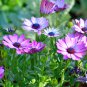 African Blue Eyed Daisy Flower Bonsai Osteospermum Flower 100 PCS Seeds