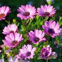 African Blue Eyed Daisy Flower Bonsai Osteospermum Flower 100 PCS Seeds