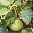 African Bushel Basket Groud Lagenaria siceraria 10 PCS Seeds