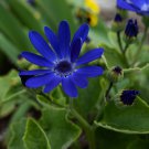 African Blue Eyed Daisy Flower Osteospermum 100 PCS Seeds