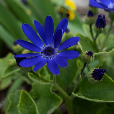 African Blue Eyed Daisy Flower Osteospermum 100 PCS Seeds