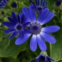 African Blue Eyed Daisy Flower Osteospermum 100 PCS Seeds