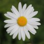 African Blue Eyed Daisy Flower Osteospermum Flowers 100 PCS Seeds