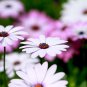 African Blue Eyed Daisy Flower Osteospermum Flowers 100 PCS Seeds