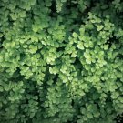 Adiantum Capillus Maidenhair Fern 100 PCS Seeds