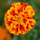 African Marigold Flowers Orangish Yellow Color 200 PCS Seeds African Marigold Flowers Orangish Yellow Color 200 PCS Seeds