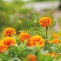 African Marigold Flowers Orangish Yellow Color 200 PCS Seeds
