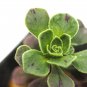 Aeonium smithii Succulent Plant Smith
