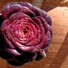 Aeonium arboreum 'Zwartkop' Bonsai Succulents Plants Black mage 100 PCS Seeds
