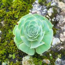 Aeonium Aureum 'Green Rose Buds' Succulents 10 PCS Seeds