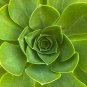 Aeonium Aureum 'Green Rose Buds' Succulents 10 PCS Seeds