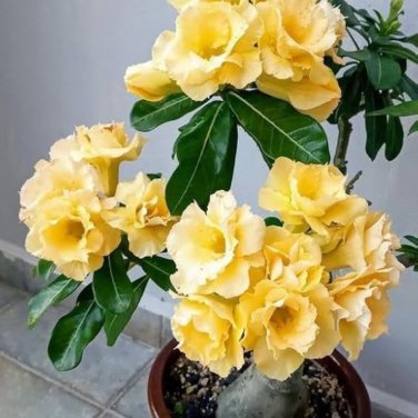 Adenium Yellow Desert Rose 2 PCS Seeds