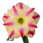Adenium Yellow Petals Dark Red Thick Stripe Flower 2 PCS Seeds