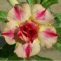 Adenium Yellow Petals Dark Red Thick Stripe Flower 2 PCS Seeds