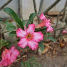 Adenium Whitish Pink Petals with Purple Stripe & Centre Flower 2 PCS Seeds