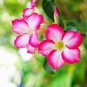 Adenium Whitish Pink Petals with Purple Stripe & Centre Flower 2 PCS Seeds