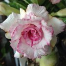 Adenium Whitish Light Water Pink Petals Flower 2 PCS Seeds Adenium Whitish Light Water Pink Petals Flower 2 PCS Seeds