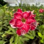 Adenium Whitish Red Petal Flower 2 PCS Seeds