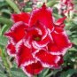 Adenium Whitish Red Petal Flower 2 PCS Seeds