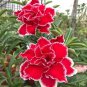 Adenium Whitish Red Petal Flower 2 PCS Seeds