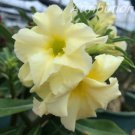 Adenium Whitish Light Yellow Flower 2 PCS Seeds Adenium Whitish Light Yellow Flower 2 PCS Seeds