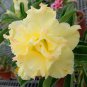 Adenium Whitish Light Yellow Flower 2 PCS Seeds