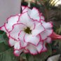 Adenium White Petals Purple Stripe Spot Flower 2 PCS Seeds