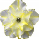 Adenium Whitish Transparant Double Flower Yellow Stripes Desert Rose 2 PCS Seeds Adenium Whitish Transparant Double Flower Yellow Stripes Desert Rose 2 PCS Seeds
