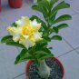 Adenium Whitish Transparant Double Flower Yellow Stripes Desert Rose 2 PCS Seeds
