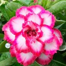 Adenium White Petals Rose Red Edge Flower 2 PCS Seeds Adenium White Petals Rose Red Edge Flower 2 PCS Seeds