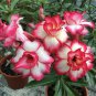 Adenium White Petals Rose Red Edge Flower 2 PCS Seeds