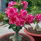 Adenium Whitish Light Pink Flowers with rose red edge 2 PCS Seeds