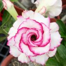 Adenium White Petals Rose Red Edge Flowers Bonsai Desert Rose 2 PCS Seeds Adenium White Petals Rose Red Edge Flowers Bonsai Desert Rose 2 PCS Seeds