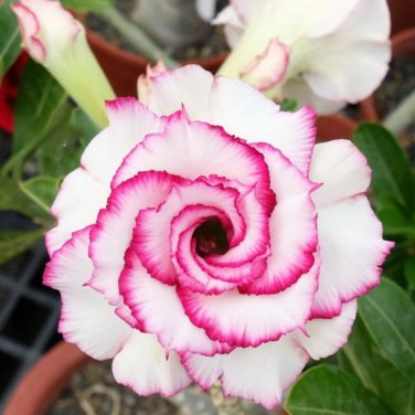Adenium White Petals Rose Red Edge Flowers Bonsai Desert Rose 2 PCS Seeds