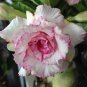 Adenium White Petals Rose Red Edge Flowers Bonsai Desert Rose 2 PCS Seeds