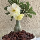 Adenium White Yellow Bonsai Tree Flower 2 PCS Seeds Adenium White Yellow Bonsai Tree Flower 2 PCS Seeds