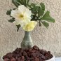 Adenium White Yellow Bonsai Tree Flower 2 PCS Seeds